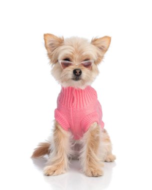 Güneş gözlüklü, pembe örgü kumaşlı, beyaz arka planda oturan küçük, güzel bir Pomeranya köpeği.