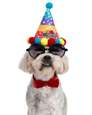 Parti şapkalı, yuvarlak güneş gözlüklü, kırmızı papyonlu, beyaz arka planda oturan ve kameraya gülümseyen zarif küçük bisküvi eti.