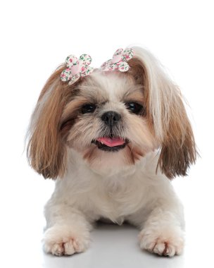 güzel mutlu shih tzu köpek yavrusu çiçekli aksesuarlar dili dışarı çıkmış ve soluk soluğa beyaz arka planda uzanırken