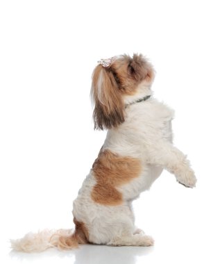 Arka ayakları üzerinde duran sevimli küçük shih tzu köpeğinin yan görüntüsü ve beyaz arka planda yukarı bakıyor.