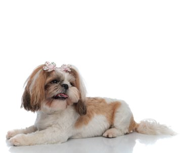 Çiçekli aksesuarları olan sevimli küçük shih tzu köpek yavrusu uzanmış ve beyaz arka planda dili açık bir şekilde başka yere bakıyor.