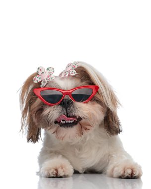 Şirin küçük shih tzu köpeği, havalı gözlükleriyle soluk soluğa soluğa kalırken önüne bakar ve beyaz arka planda uzanır.