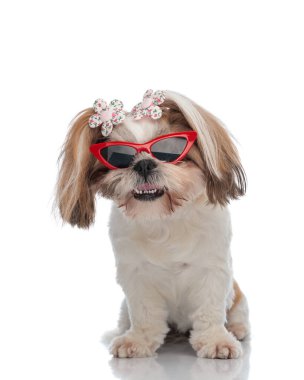havalı küçük shih tzu kız köpek güneş gözlüklü ve çiçekli aksesuarlar dilinden sarkan aksesuarlar ve beyaz arka planda oturuyor