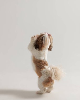Arka ayaklarının üzerinde duran küçük şirin shih tzu köpeğinin arka ve arka görüntüsü ve gri arka planda yukarı bakıyor.