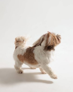 Çiçekli aksesuarları olan neşeli küçük shih tzu köpek yavrusu etrafta koşuşturup gri arka planda oynuyor.