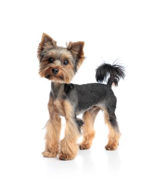 Güzel Yorkshire Teriyeri köpeği ileriye bakıyor ve beyaz arka planın önünde duruyor.