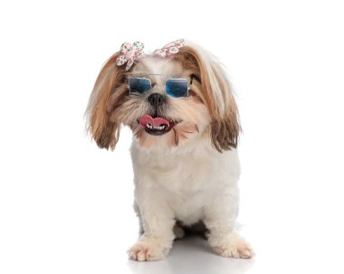 Eski güneş gözlüklü küçük shih tzu köpeği beyaz arka planda otururken dili açık soluk soluğa kalıyor.