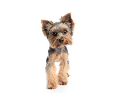 tapılası Yorkshire Teriyer köpeği başını yana eğiyor ve beyaz arkaplanın önünde dikilirken ileriye bakıyor