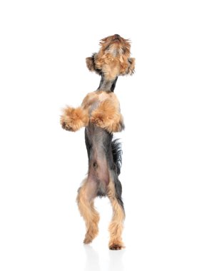 Meraklı Yorkshire Teriyeri beyaz arka planda arka ayakları üzerinde dururken yukarı bakıyor