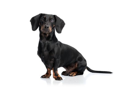 Meraklı küçük tekkel dachshund köpeğinin beyaz arka planda oturup baktığı yan manzara