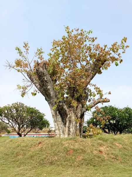 New Branches Leaves Growing Cut Replanted Tree Rejuvenation Revival Concept — Stock Photo, Image