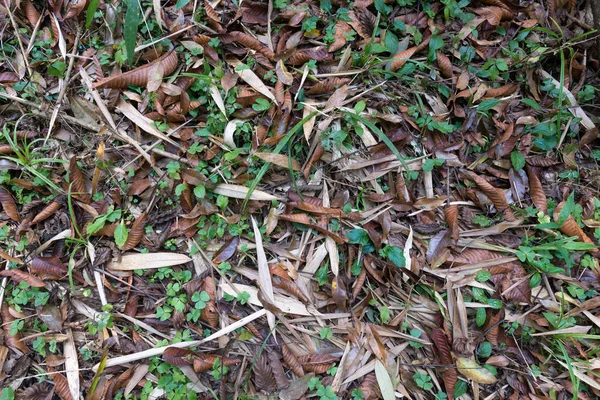Nature forest floor foliage background — Stock Photo, Image