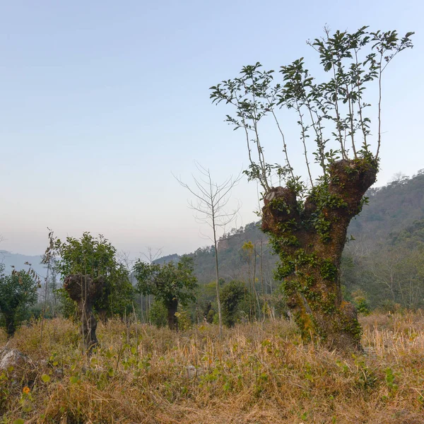 Regenerationskonzept - das Nachwachsen von Ästen am Baum — Stockfoto