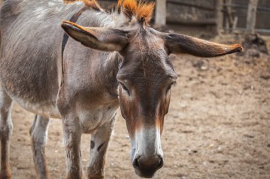 Somaro yakın çekim indirdi kulakları ile