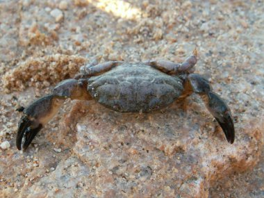küçük bir yengeç üstüne taş yakın çekim