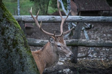 geyik çit arka planda ile yakın çekim