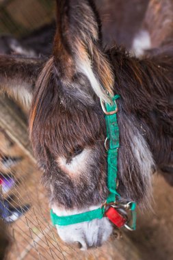 Close-up Sardunyalı ciuco