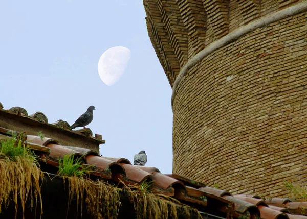 View of pigeons on tile roof with moon in the background