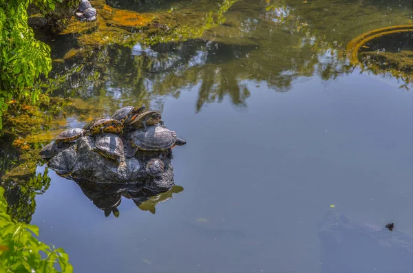 Kaplumbağalar küçük göl manzarası