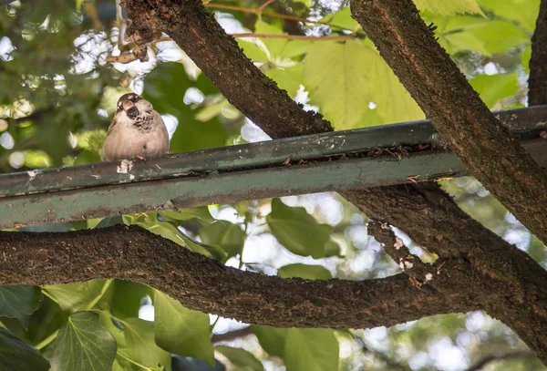 Close-up lens arıyorum dalı serçe