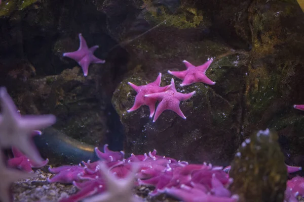 Gros Plan Étoile Mer Rose Dessus Des Rochers — Photo