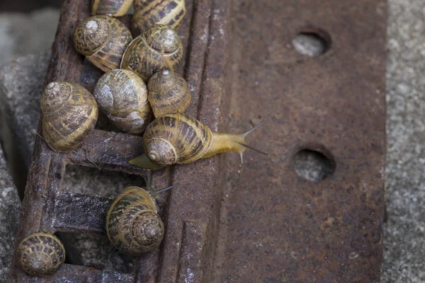 Salyangoz kabukları paslı demir parçası üzerinde closeup