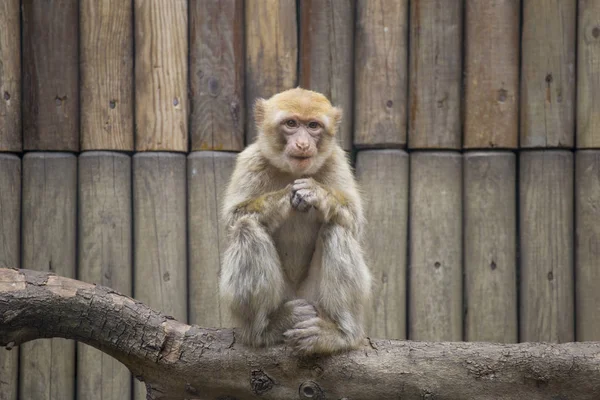 maymun closeup şube arka plan ile yukarıda