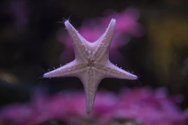 Étoile Mer Gros Plan Contre Verre Aquarium — Photo