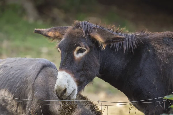 Close Burro Com Fundo Imagem De Stock