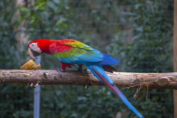 Close Papagaio Arara Vermelho Sobre Comer Ramo Fotografia De Stock