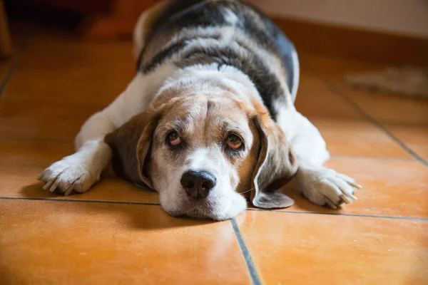 Foto Cão Deitado Chão Com Olhar Doce Imagens Royalty-Free