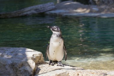 bir penguen duran bir su birikintisi arka plan ile bir çakıl taşı üstüne yatay görüntü