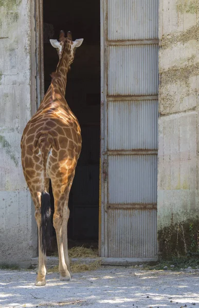 evine girmek üzere bir zürafa dikey görüntü
