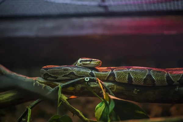 mage of a snake python placed on a branch