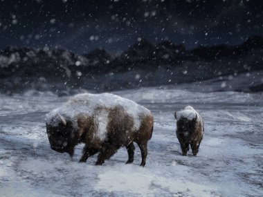 iki görkemli Bizon veya kar tarafından çevrili bir kış manzarası Buffalo'da 3D render.