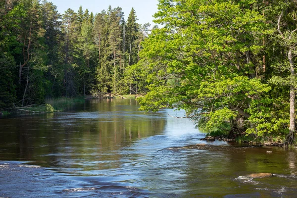 Fiume in primavera — Foto Stock