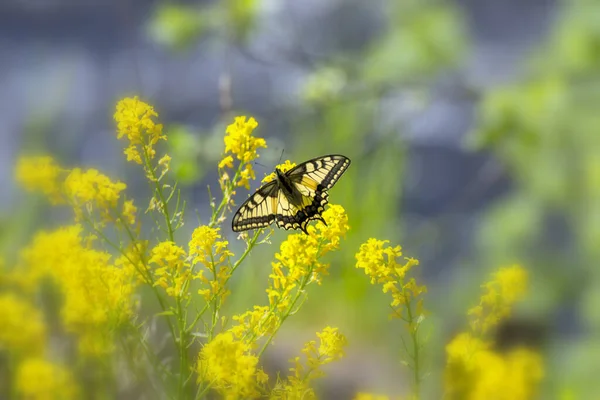 Παλιός Κόσμος Καταπιείτε Πεταλούδα Papilio Machaon Όμορφη Χρωματιστή Εικονική Πεταλούδα — Φωτογραφία Αρχείου