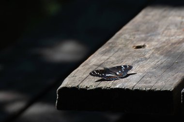 Kavak amiral kelebeği kayalık bir zeminde (Limenitis populi) Güzel renkli ikonik kelebek çayırlardan ve otlaklardan.