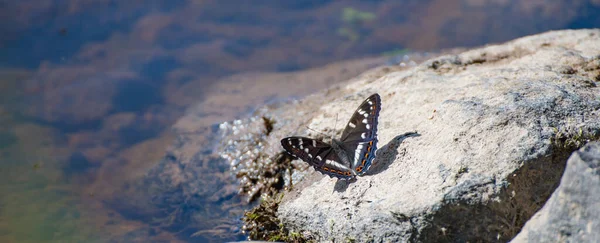 Poplar admiral butterfly on a rocky ground (Limenitis populi) Beautiful colored iconic butterfly from meadows and grassland.