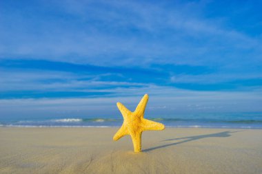 sunrise plajda denizyıldızı