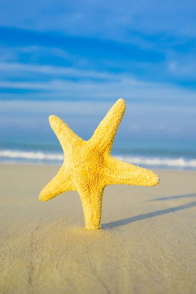 Starfish Praia Nascer Sol — Fotografia de Stock