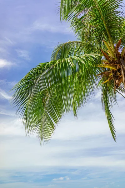 Hindistan Cevizi Palmiyeli Tropik Plaj — Stok fotoğraf