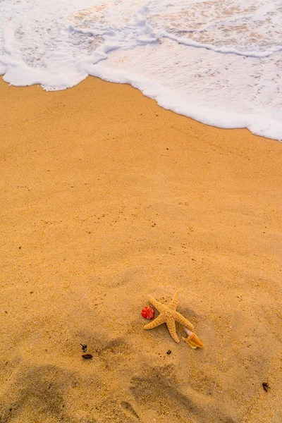 Conchiglia Stelle Marine Riva Mare Spiaggia Tropicale Tramonto Sfondo Vacanza — Foto Stock