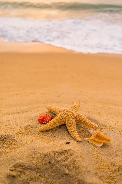 Concha Estrela Mar Praia Tropical Pôr Sol Fundo Férias Verão — Fotografia de Stock