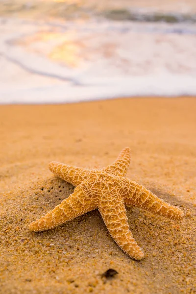 Seashell Starfish Seashore Tropical Beach Sunset Summer Holiday Background — Stock Photo, Image
