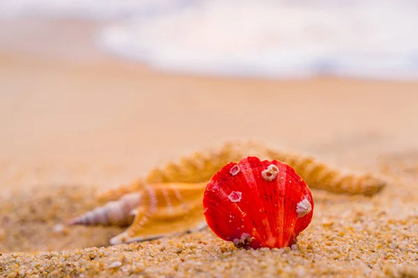 Muscheln Und Seesterne Der Küste Tropischen Strand Bei Sonnenuntergang Sommerurlaub — Stockfoto