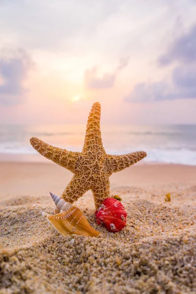 Seashell Starfish Seashore Tropical Beach Sunset Summer Holiday Background — Stock Photo, Image