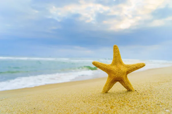Starfish Tropical Beach — Stock Photo, Image