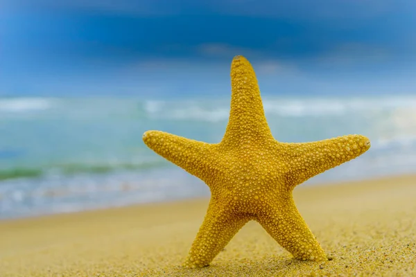 Estrella Mar Playa Tropical — Foto de Stock