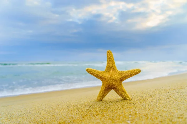 Морские Звезды Тропическом Пляже — стоковое фото